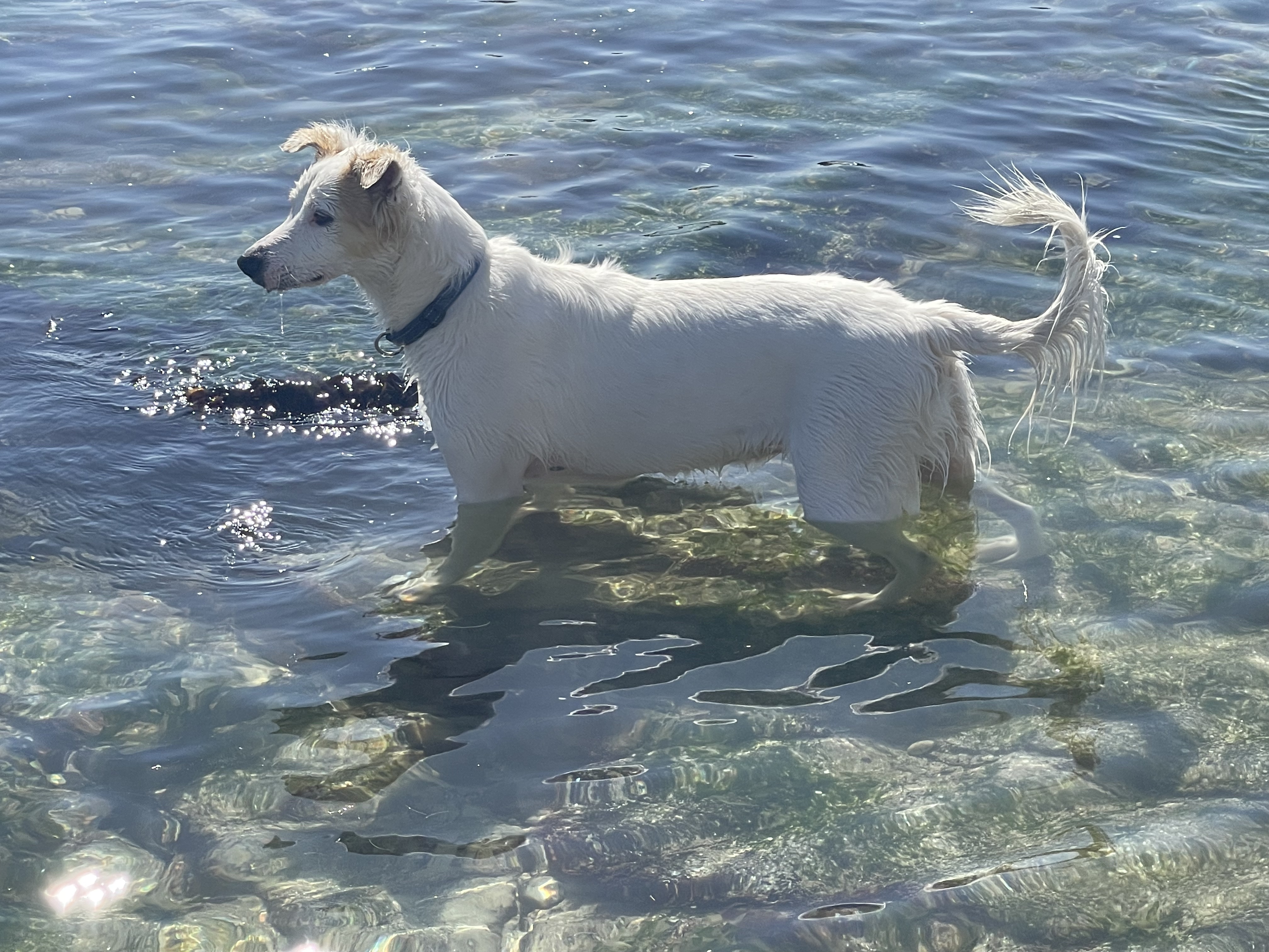 Happy healthy dog